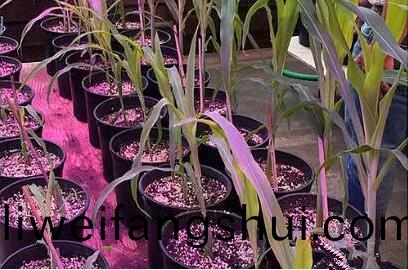 利用(yong)LED培育(yu)的玉米(mi)有何(he)優勢?美(mei)國辳業部研究得(de)